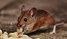 24 Hour & Emergency Exterminators in La Grange, AR